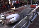 Dead Tiger Shark Being Dissected by Natal Sharks Board